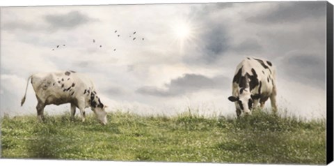 Framed Grazing Dairy Cattle Print