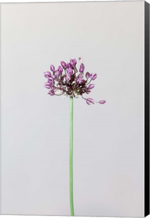 Framed Chive Flower Print