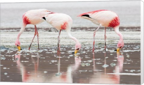 Framed Flamingos Searching for Food Print