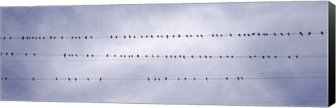 Framed California, Flock of birds sitting on power line Print