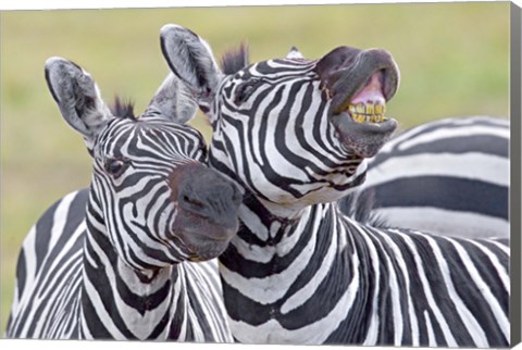Framed Close-up of two zebras, Ngorongoro Crater, Ngorongoro Conservation Area, Tanzania Print