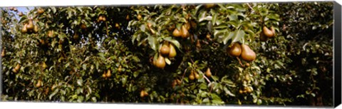 Framed Close Up of Pear trees in an orchard, Hood River, Oregon Print