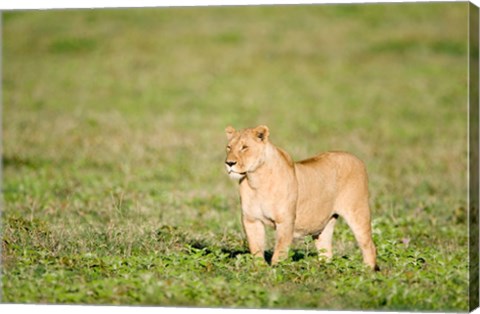 Framed Lioness (Panthera leo) standing in a field, Ngorongoro Crater, Ngorongoro, Tanzania Print