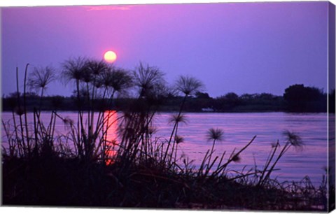 Framed Kenya. Sunset reflects through silhouetted reeds. Print