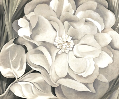 Framed White Calico Flower, 1931 Print