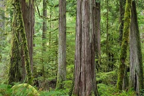 Framed Old Growth Forest On Barnes Creek Trail, Washington State Print