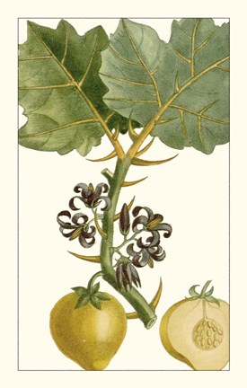 Turpin Exotic Botanical IV Fine Art Print by Pierre Jean Francois Turpin at  FulcrumGallery.com