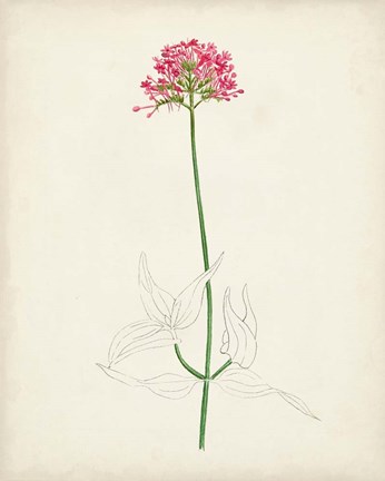 Framed Watercolor Botanical Sketches XI Print