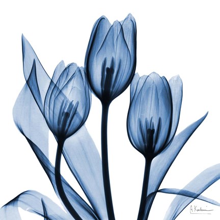Indigo Tulips Fine Art Print by Albert Koetsier at FulcrumGallery.com