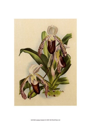 Framed Lindenia Orchids II Print