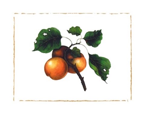 Framed Goldmine Nectarine Print