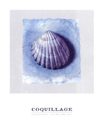 Framed Coquillage Print