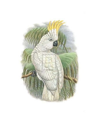 Framed Cacatua Ophthalmica I Print