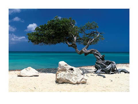 Divi Divi Tree, Aruba Fine Art Print by Tom Mackie at FulcrumGallery.com