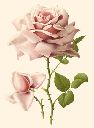 Victorian Rose I Fine Art Print by R. Guillot at FulcrumGallery.com