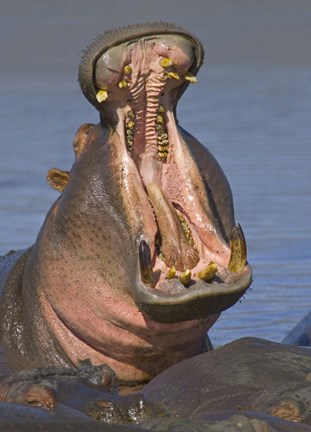 Framed Close-up of a Hippopotamus, Lake Manyara, Arusha Region, Tanzania Print