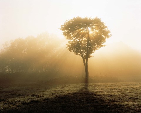 Framed Tree in Early Morning Mist Print