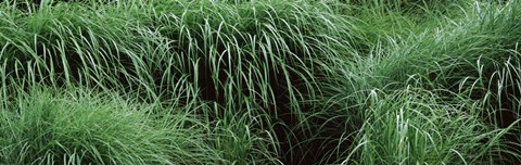 Framed Close-up of Fall-Blooming Reed Grass (Calamagrostis brachytricha) Print