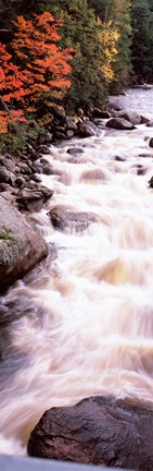 Framed River flowing through a forest, Ausable River, Adirondack Mountains, Wilmington, New York State (vertical) Print