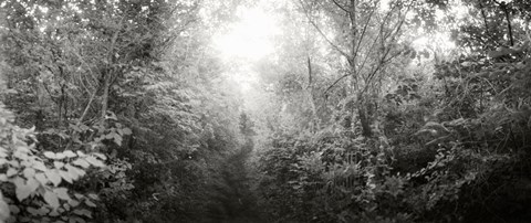 Framed Trail through the woods at Fort Tilden beach, Queens, New York City, New York State, USA Print