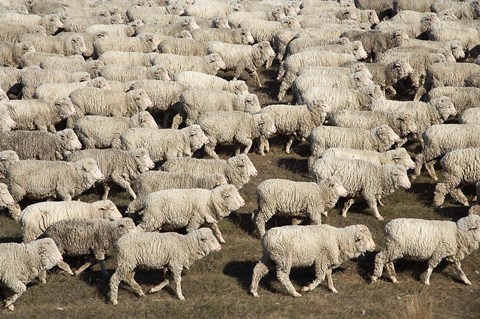 Framed Mustering Sheep, Farm Animals, South Island, New Zealand Print