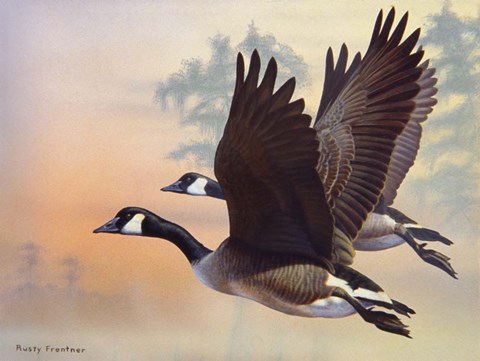 Canada Geese Fine Art Print by Rusty Frentner at FulcrumGallery.com