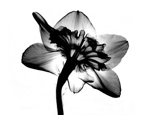 Jonquil X-Ray Fine Art Print by Bert Myers at FulcrumGallery.com