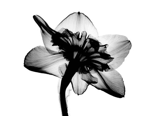 Daffodil #1 X-Ray Fine Art Print by Bert Myers at FulcrumGallery.com