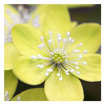 Framed Yellow Blossom Print