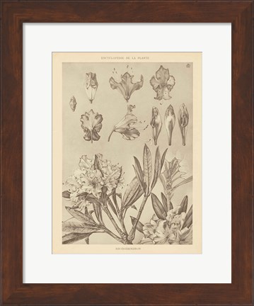 Framed Lithograph Florals IV Print