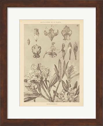 Framed Lithograph Florals IV Print
