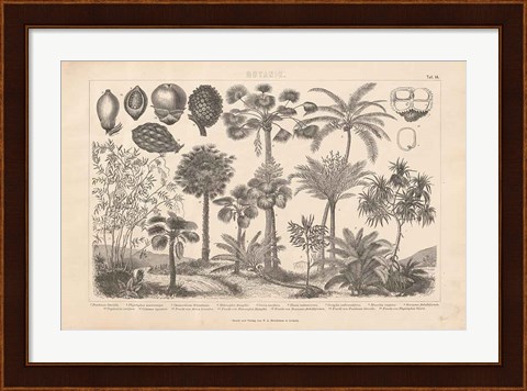 Framed Botanik II Vintage Print