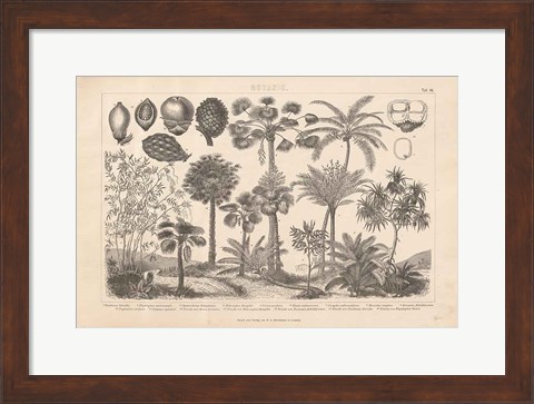 Framed Botanik II Vintage Print