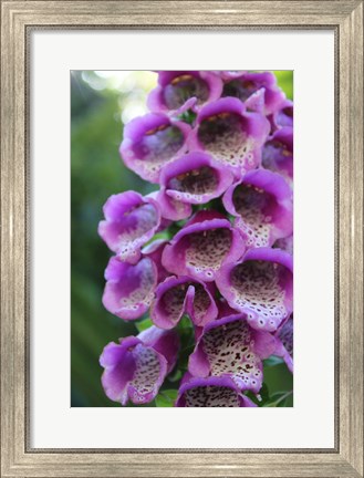 Framed Purple Trailing Flower Print