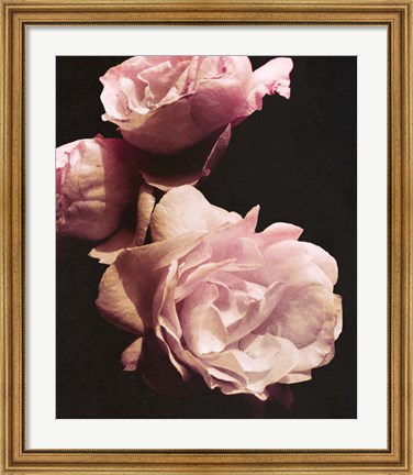 Framed Solitary Bouquet II Print