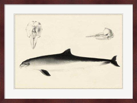 Framed Antique Dolphin Study II Print
