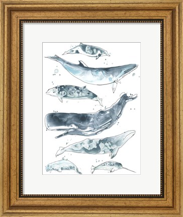 Framed Cetacea II Print