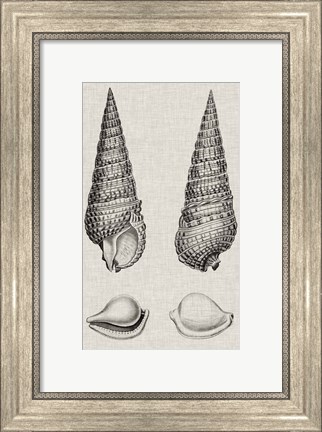 Framed Charcoal &amp; Linen Shells I Print