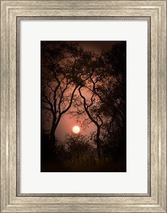 Framed Okavango Delta, Botswana Sunset Behind Tall Trees Print