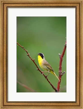 Framed Canada, Quebec, Mount St Bruno Conservation Park Common Yellowthroat Singing Print