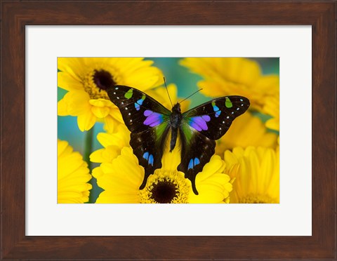 Framed Purple Spotted Swallowtail Butterfly Print