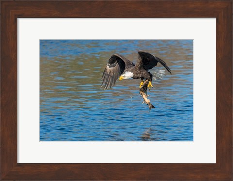Framed Eagle Catching A Fish,  St John River Print