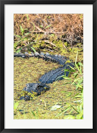 Framed Alligator In St John River Print