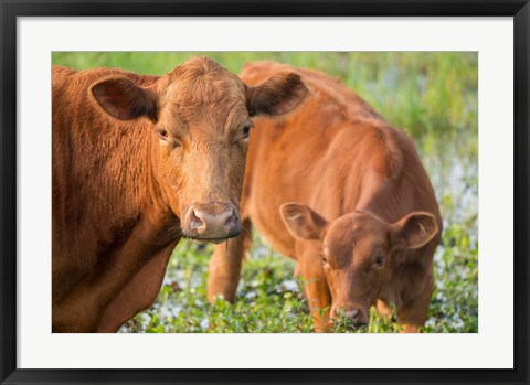 Framed Close-Up Of Red Angus Cow Print