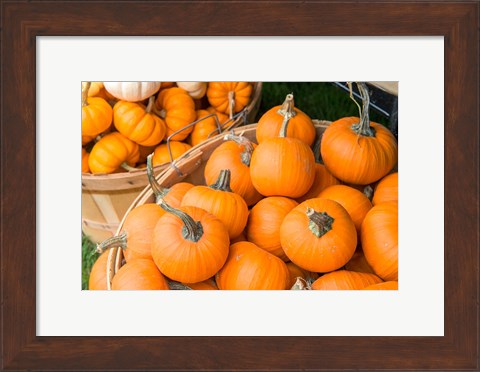 Framed Pumpkin Harvet, Massachusetts Print