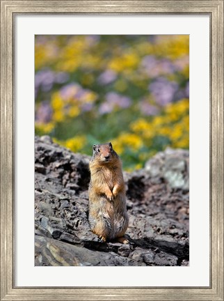 Framed Columbia Ground Squirrel Close-Up Print