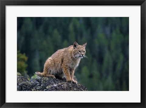 Framed Lynx, Montana Print