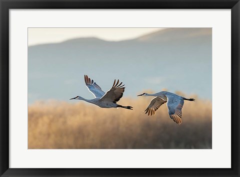 Framed Two Sandhill Cranes Flying, New Mexico Print