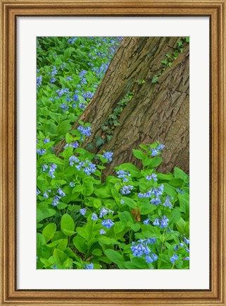 Framed Spring Flowers Blossoming Around A Tree Trunk Print