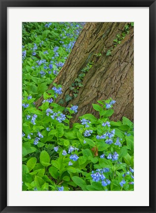 Framed Spring Flowers Blossoming Around A Tree Trunk Print